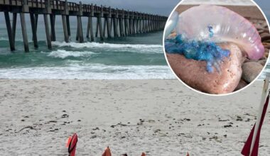 Stinging Portuguese man o' war are invading beaches: 'Extremely painful'