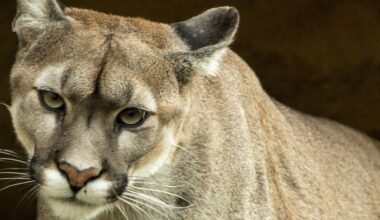Mountain lion sighting prompts secure status at Grand Island elementary