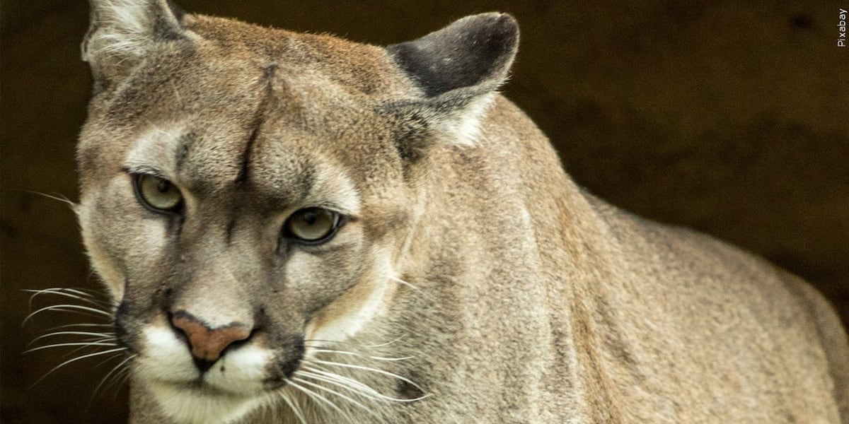 Mountain lion sighting prompts secure status at Grand Island elementary