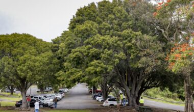 Community pushing to stop 36 large trees from being cut down at Honokaʻa County Park : Big Island Now