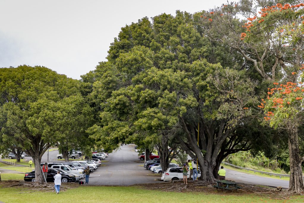 Community pushing to stop 36 large trees from being cut down at Honokaʻa County Park : Big Island Now