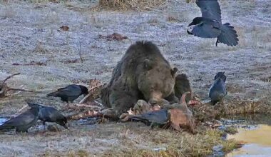 Cowboy State Daily logo