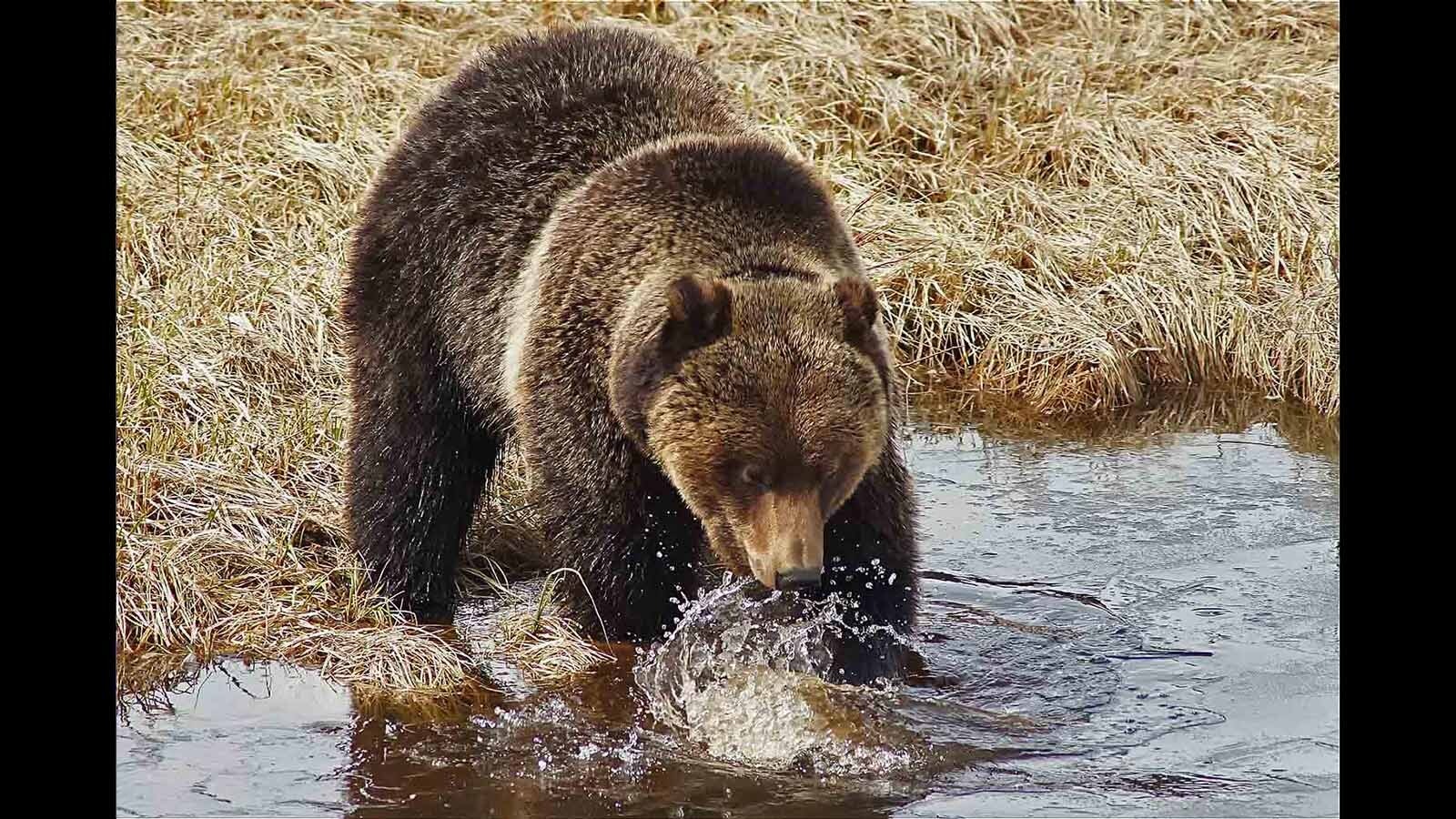 A grizzly churns up pond water in Yellowstone National Park, hoping to find a big game carcass to eat.