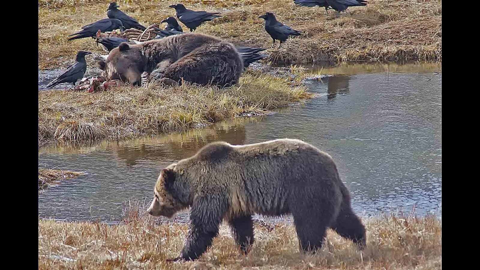 A huge grizzly takes a nap after gorging on a big game carcass in Yellowstone National Park, while another grizzly awaits its turn nearby.