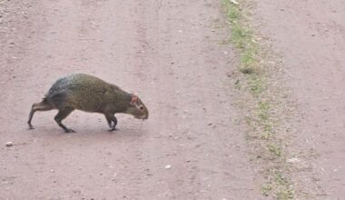 Watch: Central American rodent found wandering in Poland