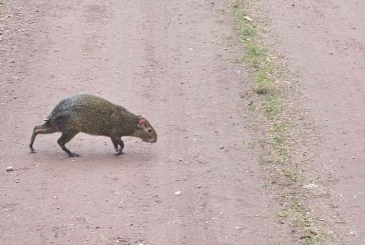 Watch: Central American rodent found wandering in Poland