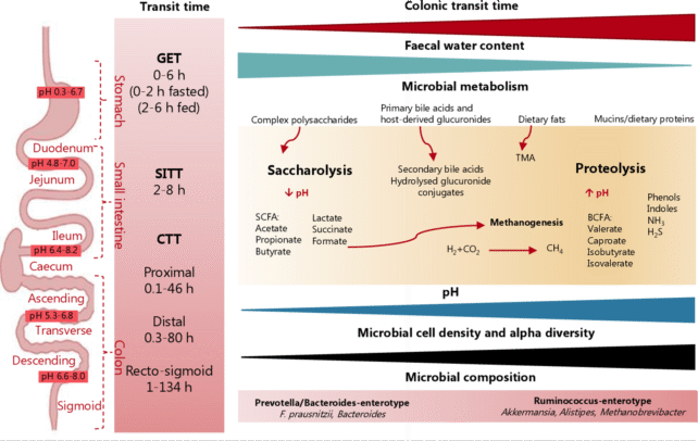 A graphic depicting how diet affects gut transit