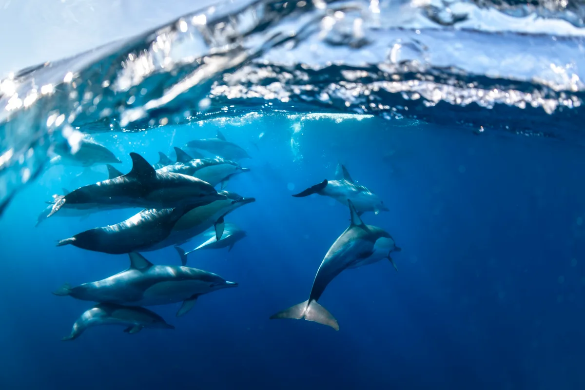 Common dolphins