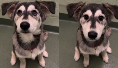 Golden Retriever-Husky Puppy Abandoned at Shelter Finds Forever Home