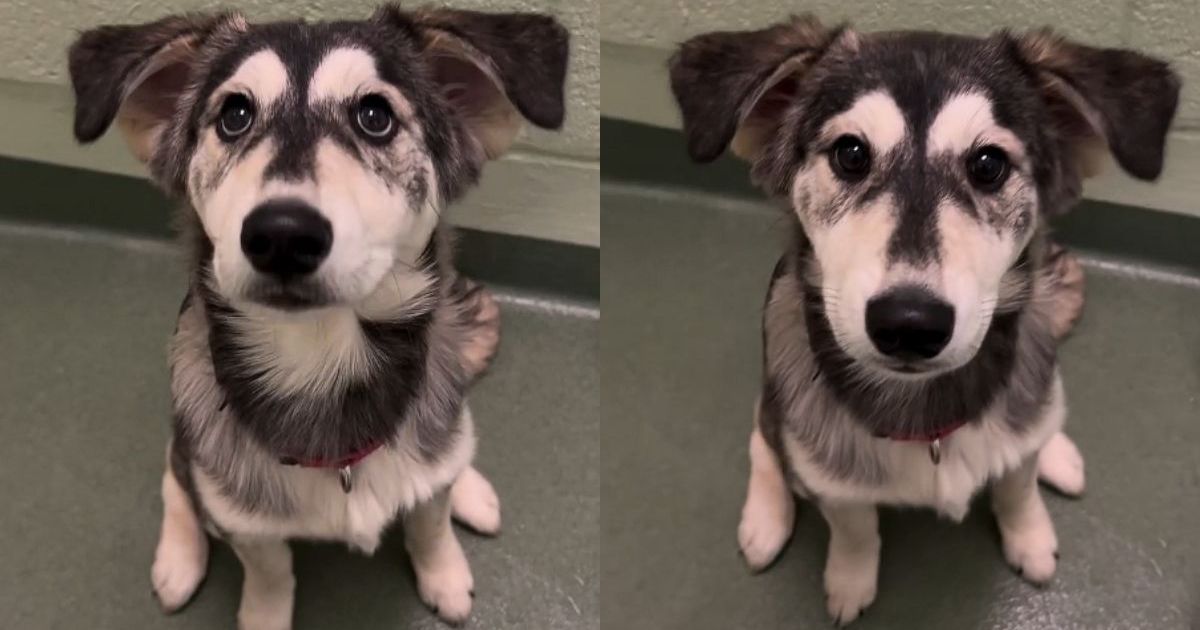 Golden Retriever-Husky Puppy Abandoned at Shelter Finds Forever Home