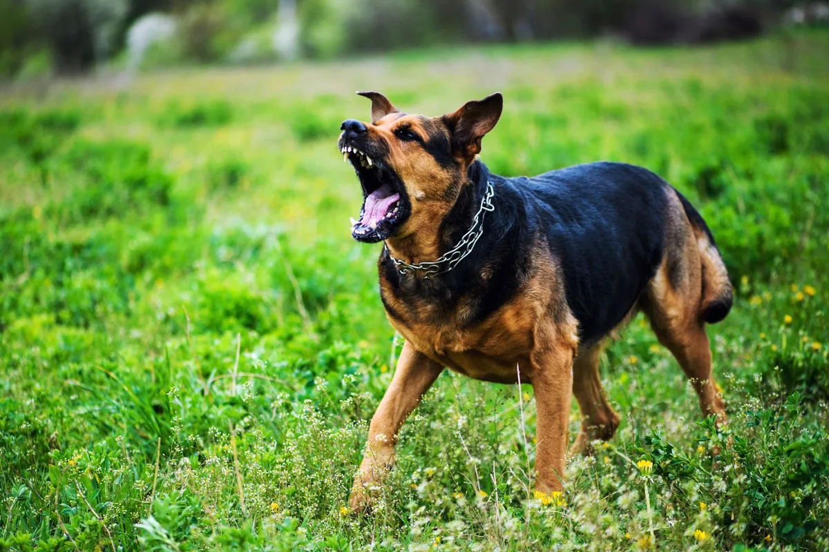 Aggressive dog