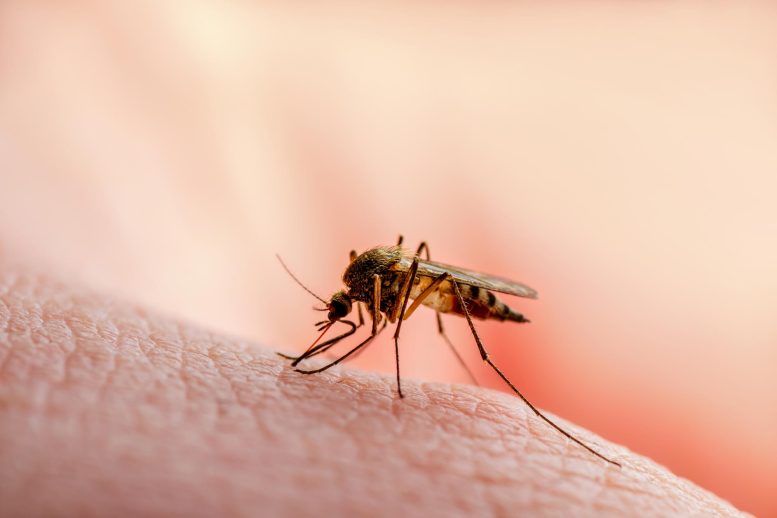 Dangerous Malaria Infected Mosquito Skin Bite
