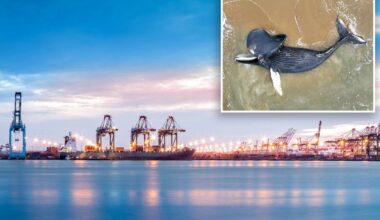 Dead whale found floating in NJ bay home to tri-state area's busiest port