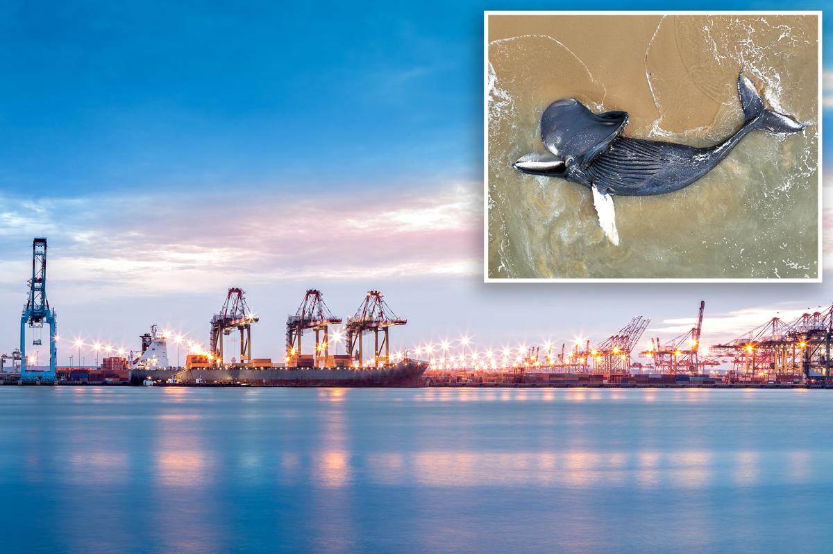 Dead whale found floating in NJ bay home to tri-state area's busiest port
