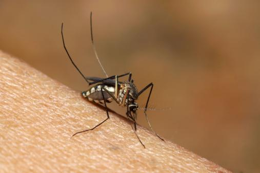 Dengue-causing mosquito