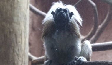 Critically endangered primate species introduced to Riverbanks Zoo