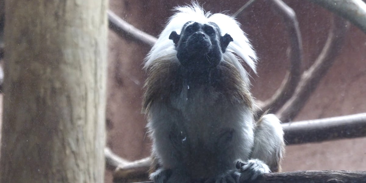 Critically endangered primate species introduced to Riverbanks Zoo