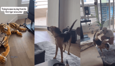 Rescue Dog’s First Run-in With a Tiger Doesn’t Go as Expected