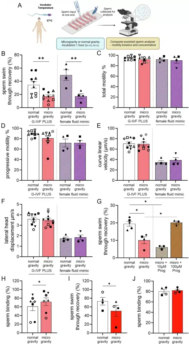 Experimental Setup And Effects Of Microgravity On Sperm Function.