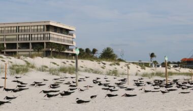 Hundreds of mothballs scattered on St. Pete Beach. Wildlife officials are investigating - Tampa Bay Times