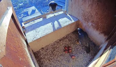 FalconCam pair lays rare 5th egg — here's why that's a big deal