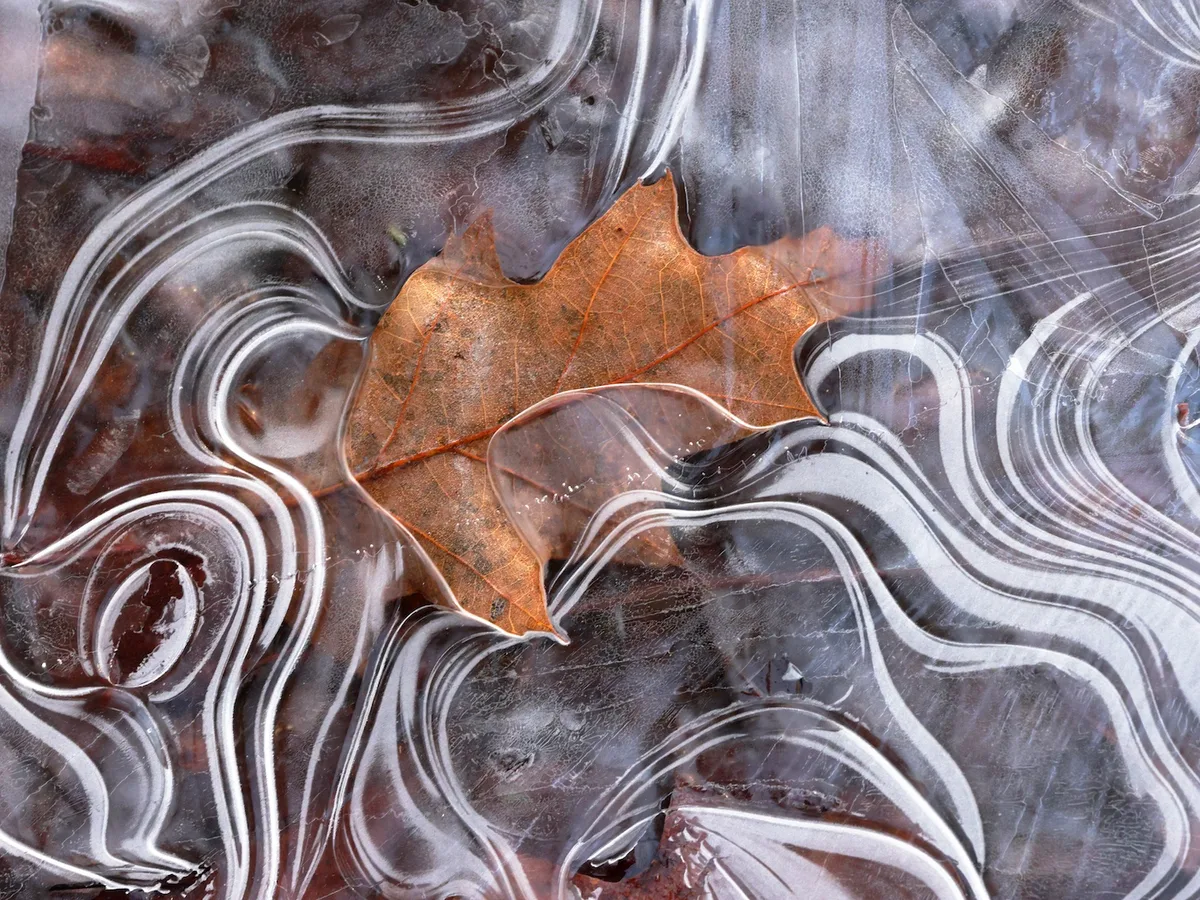 The Grip of Winter by David Silsbee