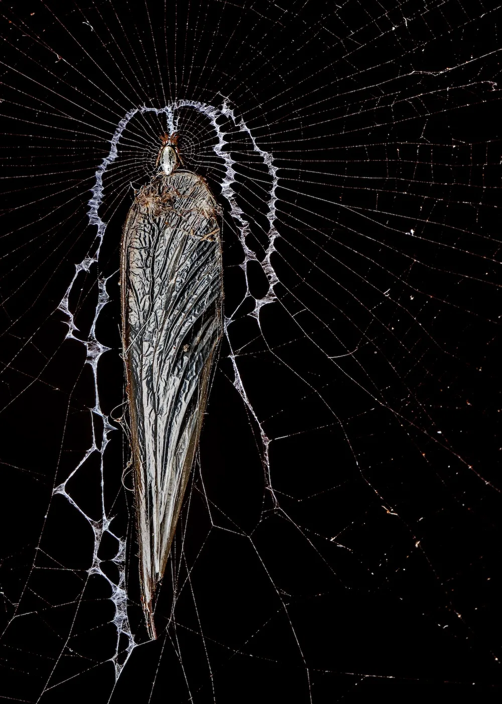 The Fly Wing Trophy by G Ramaprasad