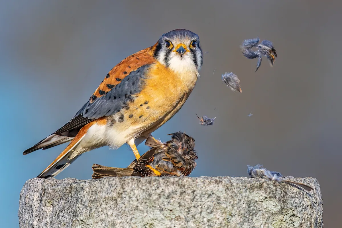 Feathers in the Wind by Jason Gilbody