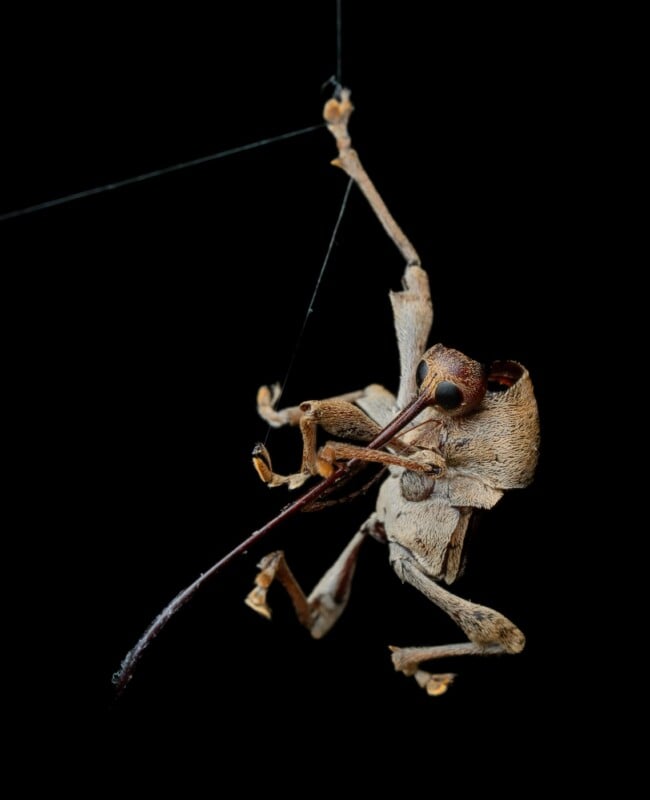 A close-up of a weevil dangling from a thin thread against a black background, displaying its long snout and textured body with legs spread out.