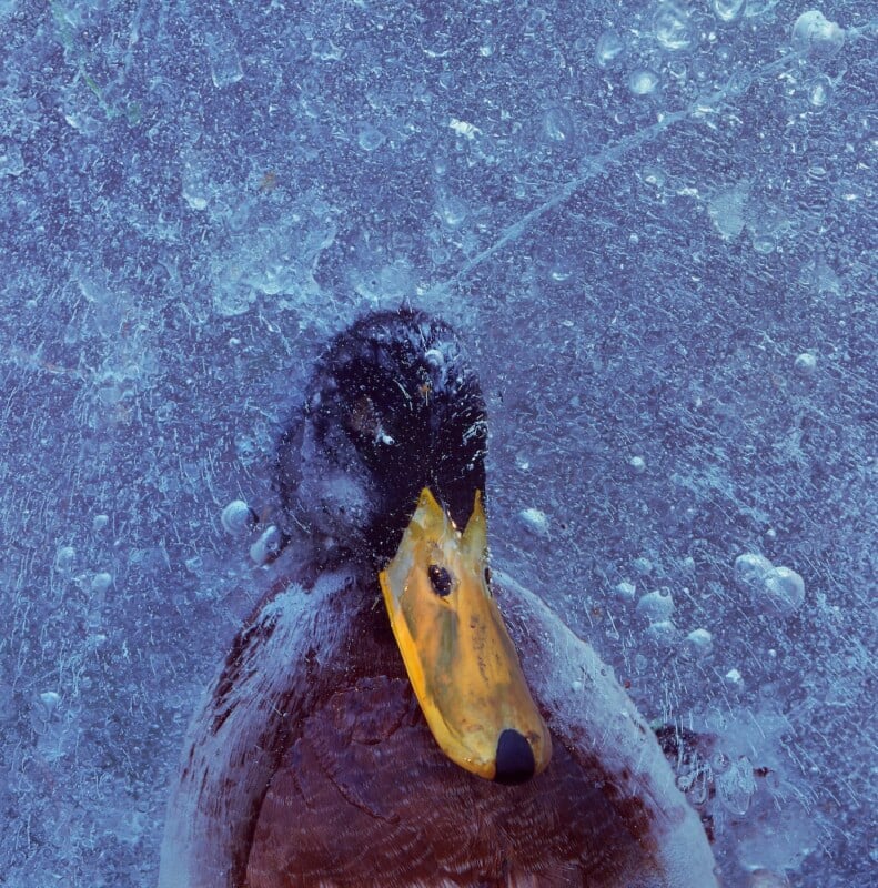 A duck stands on icy ground with its head and yellow beak facing the camera. The ice beneath is textured with cracks and air bubbles, creating a blue, frosty background.
