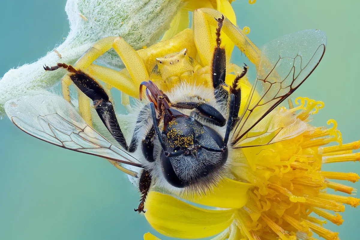 Bee Meal by Pete Burford