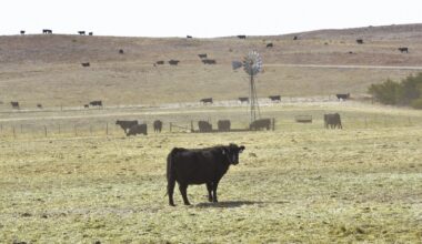 In Nebraska, wildfires are turning cattle ranching into a tricky business