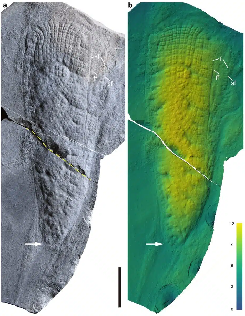 Fossil Impression Of An Ancient Sea Sponge With 3d Rendering Highlighting Surface Features.