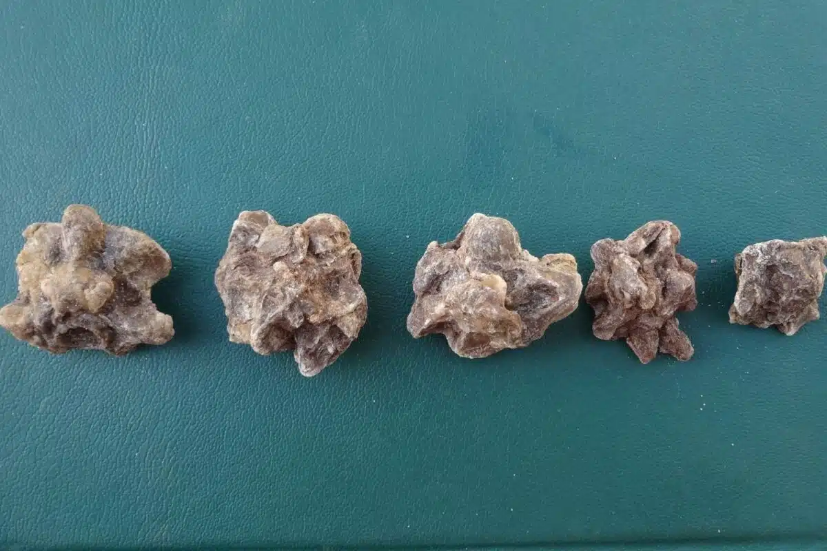 Fossilized Anaconda Vertebrae Recovered In Venezuela