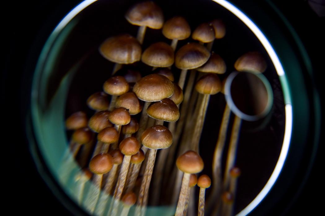 A new analysis broadens our understanding of psychedelics, such as the psilocybin produced by the mushrooms above, and how they affect the brain.