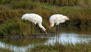 Pat Parenteau worked to secure protections for the whooping crane when the “God Squad” first met 50 years ago. Credit: Jon G. Fuller/Universal Images Group via Getty Images