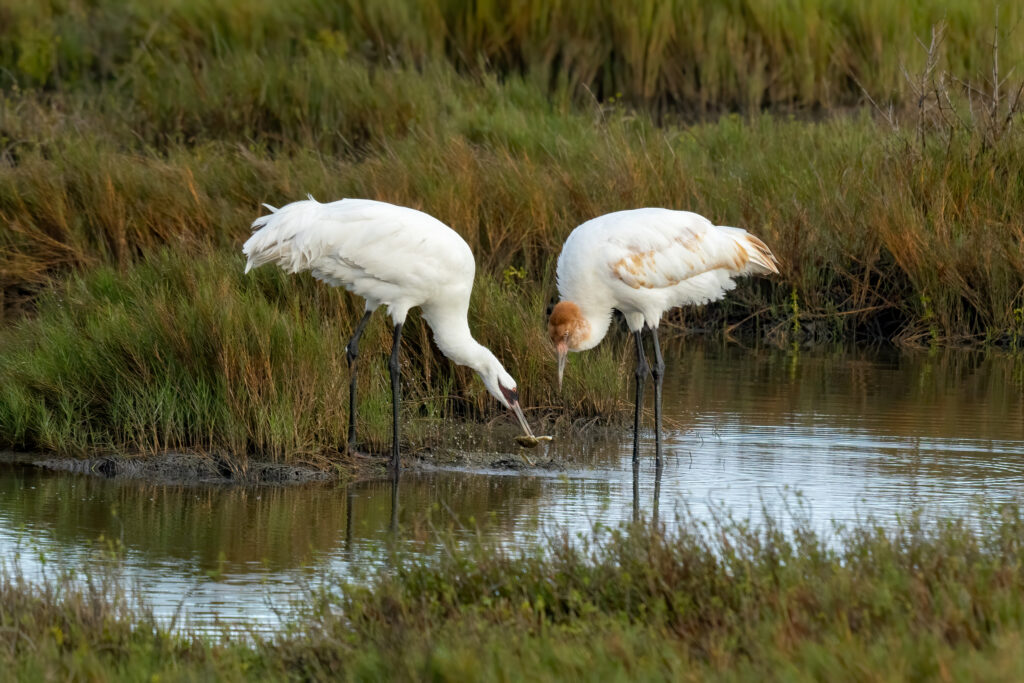 Pat Parenteau worked to secure protections for the whooping crane when the “God Squad” first met 50 years ago. Credit: Jon G. Fuller/Universal Images Group via Getty Images