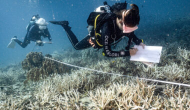 Researchers survey bleached corals around Koh Tao island in the southern Thai province of Surat Thani on June 14, 2024. Credit: Lillian Suwanrumpha/AFP via Getty Images