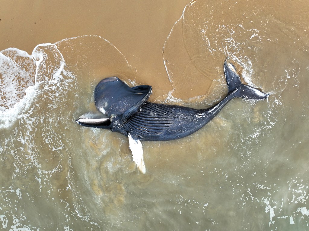Deceased humpback whale stranded on a sandy beach.