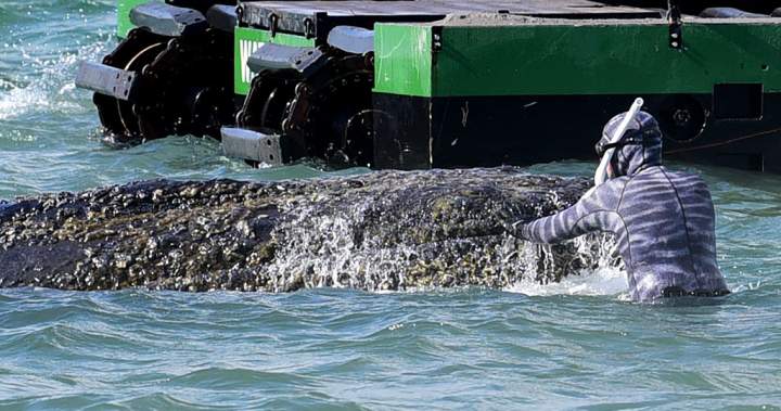 Multimillionaires band together in effort to save beached whale in Germany - National