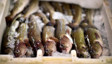 U.K. consumers have been warned to “completely avoid” all home-caught cod, a staple of the nation’s fish and chip shop industry. Credit: Jeff J. Mitchell/Getty Images