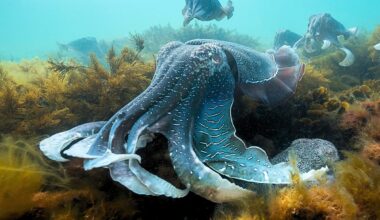 Giant cuttlefish at Point Lowly in South Australia