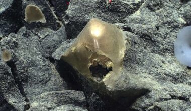 Mystery of the ‘Golden Orb’ Found Two Miles Deep on Ocean Floor is Finally Resolved