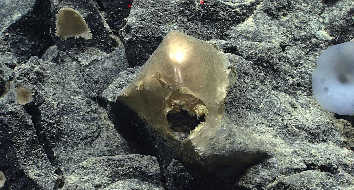Mystery of the ‘Golden Orb’ Found Two Miles Deep on Ocean Floor is Finally Resolved