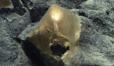 Mysterious Golden Orb at The Bottom of The Ocean Finally Identified : ScienceAlert