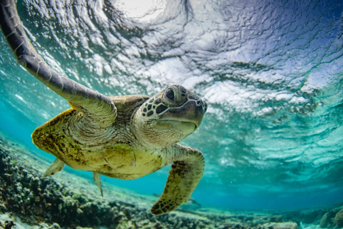 Green sea turtle