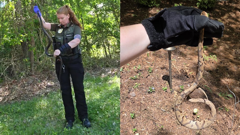 Animal Services Technician Brittany McManus captures a copperhead and a rat snake near homes...