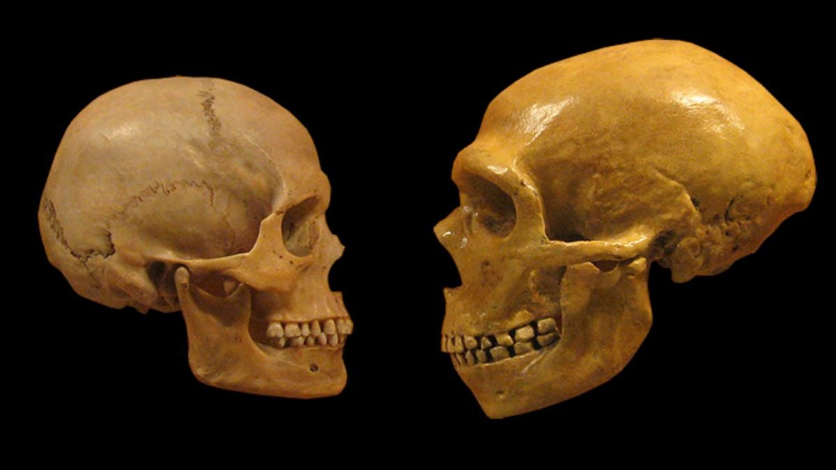 We Outlasted Neanderthals Thanks to One Key Difference, Study Suggests : ScienceAlert