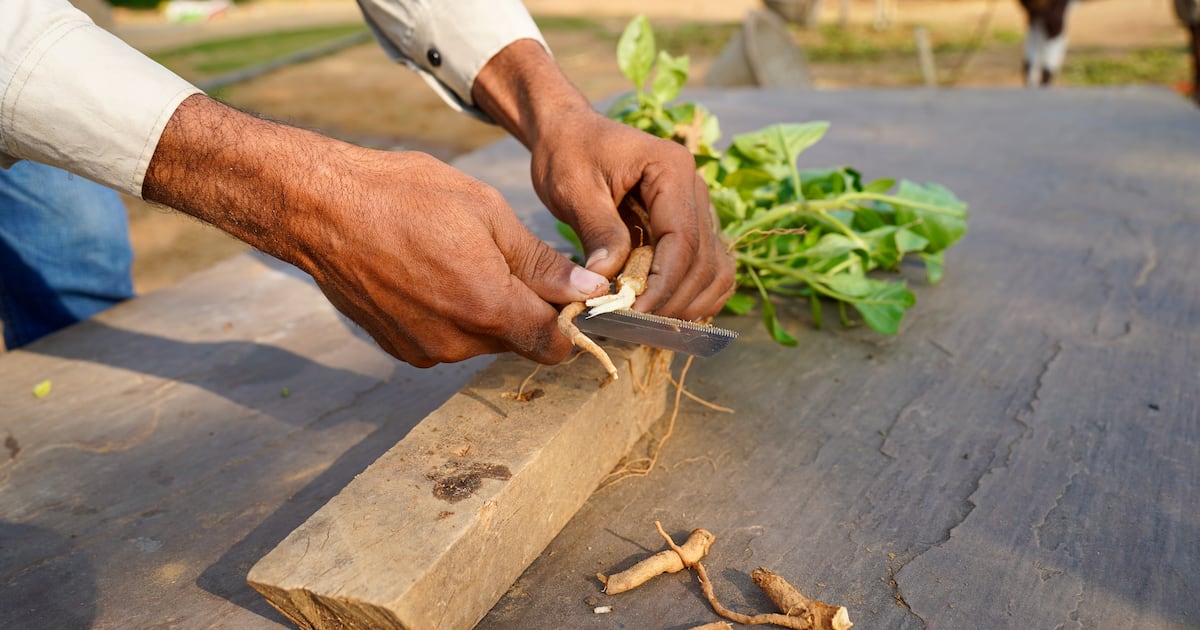 India bans ashwagandha leaf use in any form, industry reacts