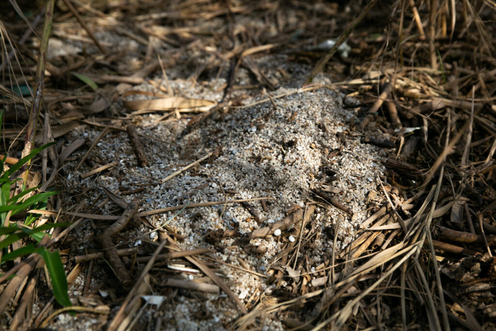 Polyethylene pellets mixed into sediment near the banks of the Victoria Barge Canal, which runs from Dow’s plant to San Antonio Bay.
